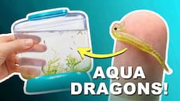 Aqua Dragons Deluxe Underwater World | Unboxing & Review!