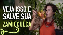 ZAMIOCULCA: COMO CUIDAR, fazer muda e EVITAR DOENÇAS