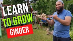 How To Grow Ginger In Cold Climates