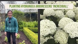 Planting Hydrangea Arborescens 'Incrediball'