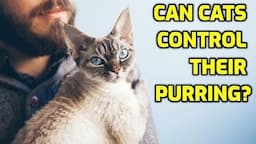 Can Cats Purr On Command? (Voluntary vs  Involuntary Purring)