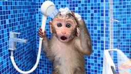 Monkey Baby Bon Bon oes to the toilet and plays with Ducklings in the swimming pool