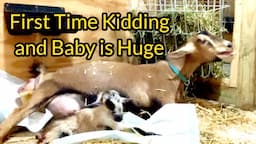 Goat Gives Birth /  The Fast and Furious