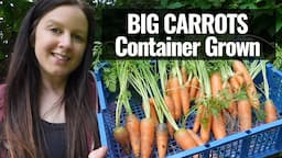 Harvesting Container Grown Carrots | Tub Grown Greenhouse Carrots