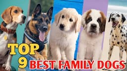 Top 9 family dog breeds in the world || 9 family dog 2022