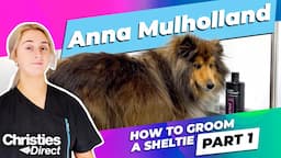 Anna Mulholland | How to Groom a Sheltie | Part 1: Bathing and drying an impacted coat