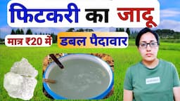 खेती में फिटकरी का सही उपयोग | potassium aluminium sulfate in farming | fitkari ke upyog | alum