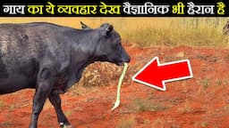 इन 15 जानवरों का ऐसा व्यवहार चौंका देगा | Strange Animal Behavior Caught on Cam