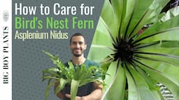 How to Care for a Bird's Nest Fern (Asplenium Nidus)