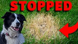 The complete guide on stopping your dogs urine for damaging your lawn