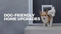 Our dog-friendly home upgrade // DIY doggy door!