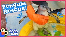 Rescued Penguin Is So Afraid of Water! What Will Her Rescuers Do? | Dodo Kids | Rescued!