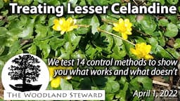 Treating Lesser Celandine: We test 14 control methods to show what works and what doesn't.