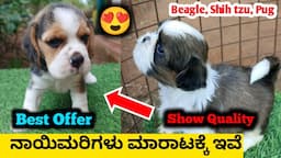 Beagle, Shih tzu, Pug ನಾಯಿಮರಿಗಳು ಮಾರಾಟಕ್ಕೆ ಇವೆ | puppy playing | Pet care kannada