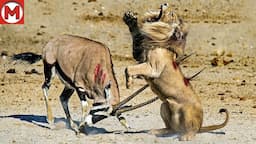 100 Craziest Animal Fights of All Time 2024