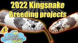 2022 Snake Breeding Projects  (California  kingsnakes)