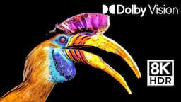 THE WORLD OF BIRDS & MORE IN DOLBY VISION® 8K HDR