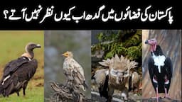 Vultures of Pakistan | Decline of Endangered species of Vultures in Pakistan | Wildlife of Pakistan