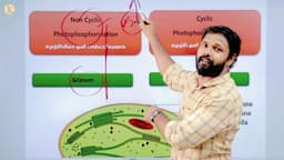 Photosynthesis | ஒளிச்சேர்க்கை I light Reaction | Cyclic & Non cyclic Photophosphorylation IN TAMIL