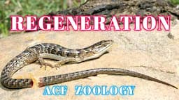 Regeneration | Acf Zoology | Zoology Classes | MSc Zoology | UPSC ZOOLOGY | BscZoology | NEETZOOLOGY