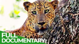 Can Sri Lanka's Leopards Survive? | Free Documentary Nature