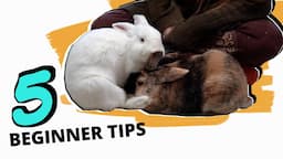 101   Beginner Rabbit Tips