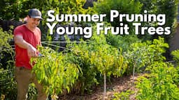 Summer Pruning for Young Fruit Trees