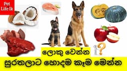 දැනගන දෙන්න | Foods that are good for Dogs Sinhala | Human foods for Dogs and puppies - Pet Life lk