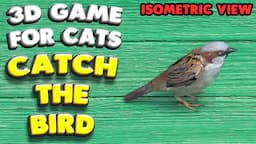 3D game for cats | CATCH THE BIRD (isometric view) | 4K, 60 fps, stereo sound