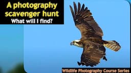 How to photograph birds near your home