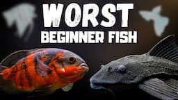 Top 7 WORST Beginner Fish! (WARNING)