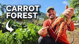 Sharing My Carrot Growing Secrets...