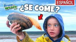 Niños CAPTURAN y COMEN mariscos misteriosos en la playa | River y Wilder