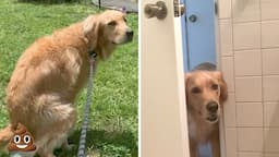 Weird Golden Retriever Behaviors Explained