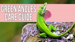 Green Anoles Care Guide for Beginners