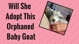 Doe adopting a baby goat from another Mother/ Goat giving birth