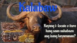 Can Carabao be Used to Detect Buried Yamashita Gold? - Philippine Treasure Hunting