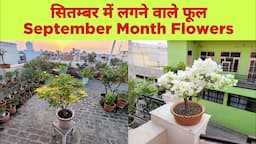 सितम्बर महीने में लगने वाले फूल / Names of september month flower plants