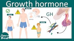 Growth hormone | Somatotrophin | regulation of growth hormone secretion Physiology  | USMLE