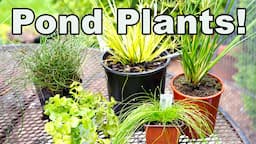 5 Common But **AWESOME** Garden Center Plants Perfect for **PONDS** Too!💦🐠🌿