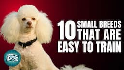 10 Small Dog Breeds That Are Easy to Train