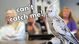 Training a Flighty Cockatiel!