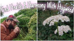 Find Health & Harmony With Hogweed: Wild Food, Medicine, Identification & History 🌱