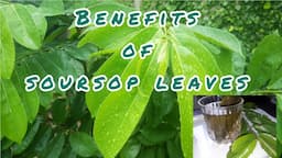 Amazing Health Benefits Of Soursop Leaves| Health Benefits of Drinking Shawashop Leaves Tea Daily