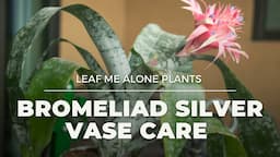 Bromeliad Silver Vase Urn Plant Care Guide (Aechmea fasciata) For Beginners