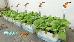 Turning a Styrofoam container into a garden growing bok choy at home is easy and surprisingly lush