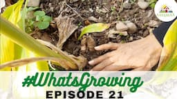 EP 21 | #WhatsGrowing in our Permaculture Kadamb Bagh [Dec 2021]