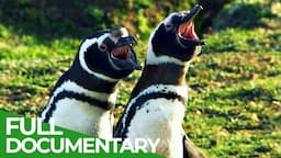 Wildest Islands | Falkland Islands - Penguin Paradise | Free Documentary Nature