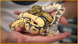 The Most UNDERRATED Ball Python Morph  — Lace Project Special! | #Hetflix 154