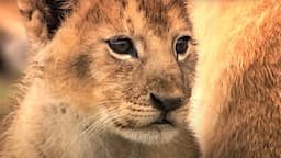 Day In The Life Of A Lion Pride | Little Big Cat | BBC Earth Kids